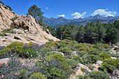Descent of Capu d'Orto through the scrubland and Laricio pines, Porto area, Corsica, France