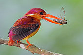 Oriental Dwarf Kingfisher (Ceyx erithaca) with insect in its beak, Johor, Malaysia