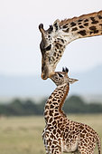 Masai Giraffe (Giraffa camelopardalis tippelskirchi), female and its young, Masai-Mara National Reserve, Kenya