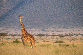 Masai giraffe (Giraffa camelopardalis tippelskirchi), male in the plains chasing an Oxpecker, Masai-Mara National Reserve, Kenya