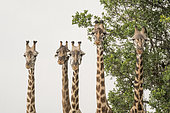 Masai Giraffe (Giraffa cameleopardalis tippelskirchi), group portrait in the rain, Masai-Mara National Reserve, Kenya