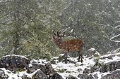 Red deer (Cervus elaphus), roaring deer during rutting season, snowfall, Upper Austria, Austria, Europe