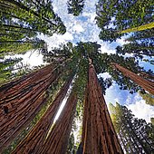 Giant sequoia trees (Sequoiadendron giganteum), frog perspective, the Giant Forest, Sequoia National Park, California, United States, North America