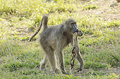 Chacma baboon (Papio ursinus), Female baboon keeping near her, her dead baby for several days, Kruger, South Africa