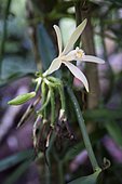 Vanilla flower in the Vanilla Valley, Tahaa, Leeward Islands, Society Islands, French Polynesia