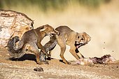Red fox (Vulpes vulpes) fighting for a prey, Ciudad real, Spain