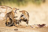 Red fox (Vulpes vulpes) fighting for a prey, Ciudad real, Spain