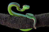 Gumprecht's green pitviper (Trimeresurus gumprechti)