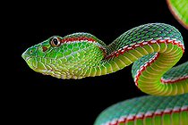 Portrait of Gumprecht's green pitviper (Trimeresurus gumprechti)