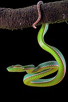 Gumprecht's green pitviper (Trimeresurus gumprechti)