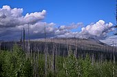 Burned and regenerating coniferous forest, Lake Mac Donald shores, Glacier National Park, Montana, USA