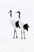 Japanese crane, Red-crowned crane (Grus japonensis) couple on snow, Japan