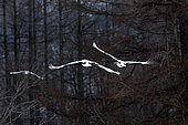 Japanese crane, Red-crowned crane (Grus japonensis) couple flying away, Japan