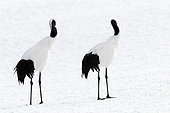 Japanese crane, Red-crowned crane (Grus japonensis) couple on snow, Japan