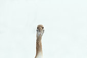 Japanese crane, Red-crowned crane (Grus japonensis) portrait of juvenile, Japan