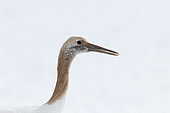Japanese crane, Red-crowned crane (Grus japonensis) portrait of juvenile, Japan