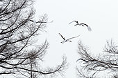 Japanese crane, Red-crowned crane (Grus japonensis) group flying away, Japan