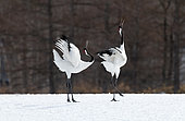 Japanese crane, Red-crowned crane (Grus japonensis) couple dancing and singing on snow, Japan