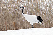 Japanese crane, Red-crowned crane (Grus japonensis) on snow, Japan