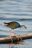 Purple Swamphen (Porphyrio porphyrio poliocephalus) on a pipe, Tale Noi, Thailand