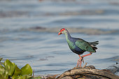 Purple Swamphen (Porphyrio porphyrio poliocephalus) on a pipe, Tale Noi, Thailand