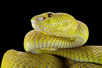 Portrait of Wetar Pitviper (Trimeresurus insularis) on black background, Indonesia