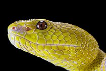 Portrait of Wetar Pitviper (Trimeresurus insularis) on black background, Indonesia