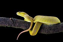 Wetar Pitviper (Trimeresurus insularis) on a branch on black background, Indonesia