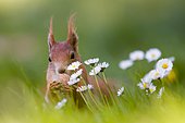 Eurasian red squirrel (Sciurus vulgaris) nibbling nut, springtime, daisies, Germany, Europe