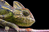 Female veiled chamelon (Chamaeleo calyptratus) on black background.