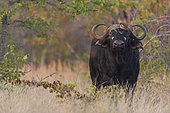 African Buffalo (Syncerus Caffer) with Red-billed Oxpeckers (Buphagus erythrorhynchus) in savanna, South Africa, Kruger national park