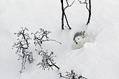 Mountain Hare (Lepus timidus) yawning at covert in white winter coat in the Alps, Valais, Switzerland.