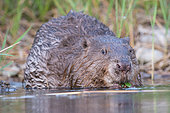 European beaver (Castor fiber) eating, Dead arm of the Rhône river, Savoie, France