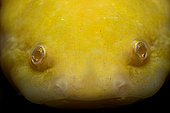 Portrait of Axolotl (Ambystoma mexicanum)