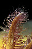 Gill of Axolotl (Ambystoma mexicanum)