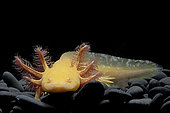 Axolotl (Ambystoma mexicanum) on black background