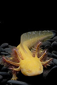 Axolotl (Ambystoma mexicanum) on black background