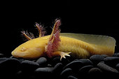 Axolotl (Ambystoma mexicanum) on black background