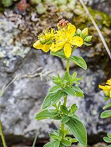 Spotted St. Johnswort, Hypericum maculatum, flowers