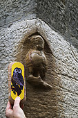 Gingerbread owl from Mulot and Petitjean and carved owl against a wall of the Notre Dame church, local tradition : make a wish by stroking the bird, rue de la Chouette, Dijon, a UNESCO World Heritage Site, Cote d Or, France