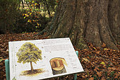 Panel at the foot of a plane tree, botanical garden, Science Garden, Arquebuse Park, Dijon, Cote d Or, France