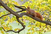 Squirrel (Sciurus vulgaris), foraging, walnut, in autumn, Saxony, Germany, Europe