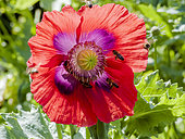 Corn poppy (Papaver rhoeas) flower with bees