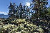 Lichen-covered soil (Cladonia stellaris), The dry, sunny coastal area north of Vancouver is favorable to these locally dominated cladonia formations where there is no humus, to Powell River, north of Vancouver, British Columbia, Canada