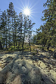 Lichen-covered soil (Cladonia stellaris), The dry, sunny coastal area north of Vancouver is favorable to these locally dominated cladonia formations where there is no humus, to Powell River, north of Vancouver, British Columbia, Canada