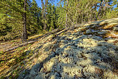 Lichen-covered soil (Cladonia stellaris), The dry, sunny coastal area north of Vancouver is favorable to these locally dominated cladonia formations where there is no humus, to Powell River, north of Vancouver, British Columbia, Canada