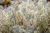 Lichen-covered soil (Cladonia stellaris), The dry, sunny coastal area north of Vancouver is favorable to these locally dominated cladonia formations where there is no humus, to Powell River, north of Vancouver, British Columbia, Canada