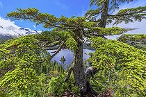 Bedwell Lake, Strathcona Provincial Park. Protected mountainous region, rich in lakes and dense forests, in the center of Vancouver Island, Vancouver Island, Canada