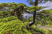 Bedwell Lake, Strathcona Provincial Park. Protected mountainous region, rich in lakes and dense forests, in the center of Vancouver Island, Vancouver Island, Canada