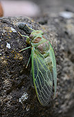 Cicada at the exit of exuvia, Labeaume, Ardèche, France